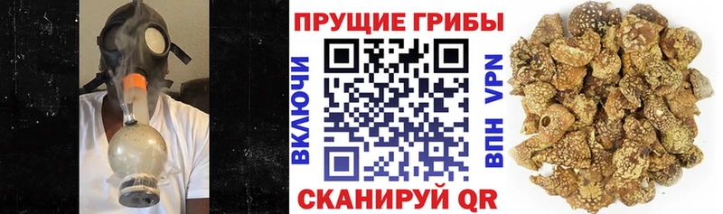 Псилоцибиновые грибы GOLDEN TEACHER  Щигры 